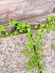 Stellaria media