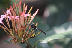 Phimenes flavopictus blanchardi