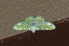 Ophthalmitis xanthypochlora