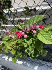 Clerodendrum × speciosum