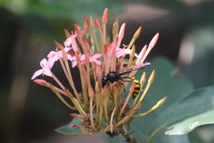 Phimenes flavopictus blanchardi