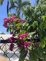 Clerodendrum × speciosum