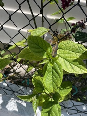 Clerodendrum × speciosum