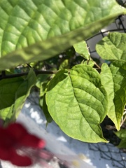 Clerodendrum × speciosum