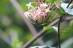 Phimenes flavopictus blanchardi