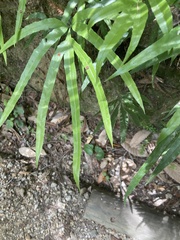 Pteris cretica