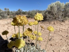 Eriogonum shockleyi
