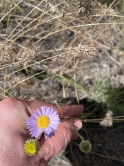 Erigeron filifolius