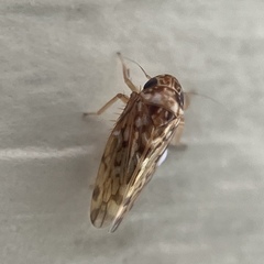 Xestocephalus tessellatus