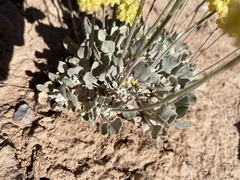 Eriogonum shockleyi