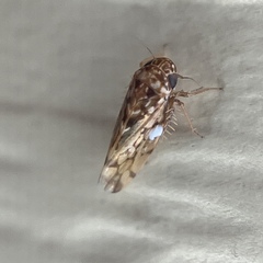 Xestocephalus tessellatus