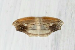 Leucoblepsis excisa