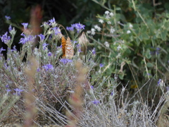 Speyeria coronis semiramis