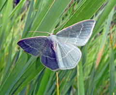 Chlorissa viridata