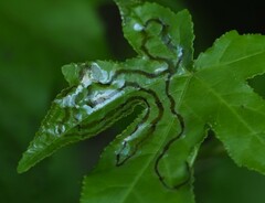 Phyllocnistis liquidambarisella