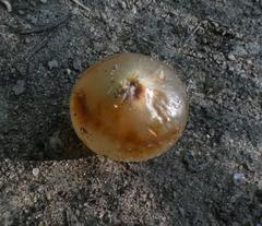 Amphibolips nubilipennis