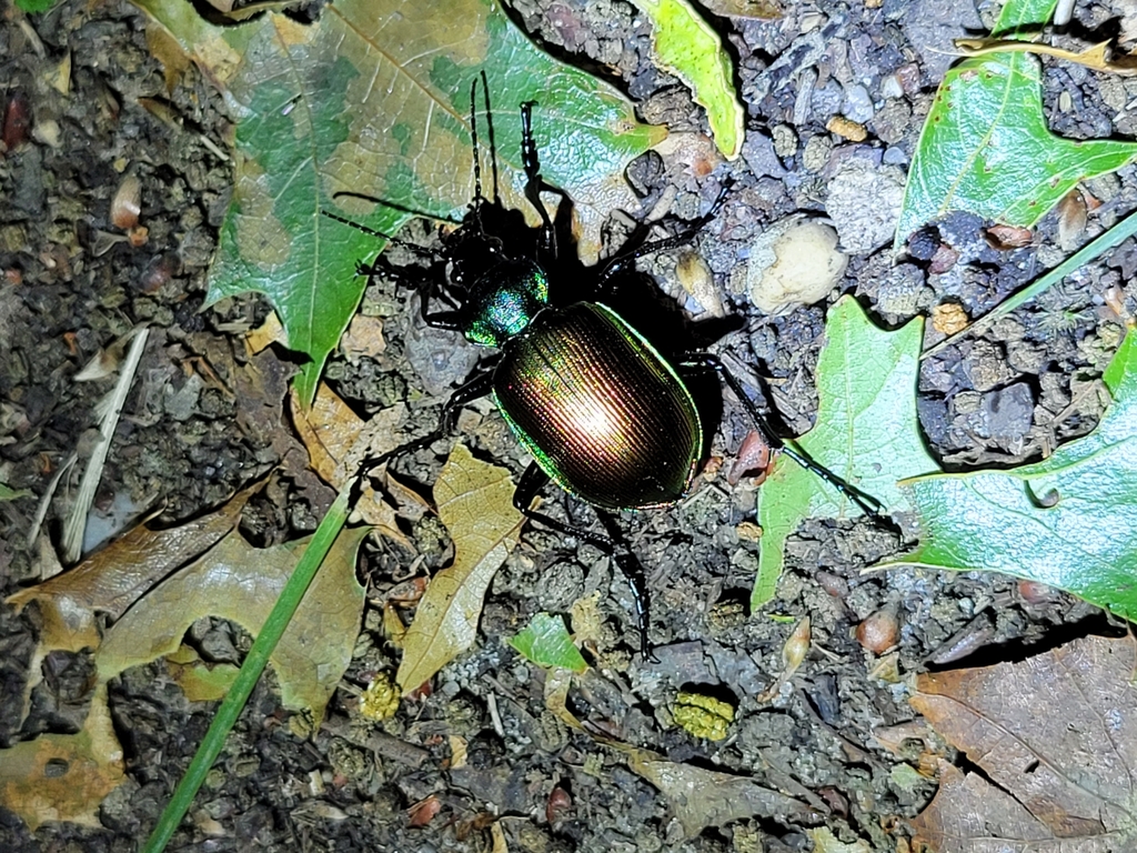 Agreeable Caterpillar Hunter