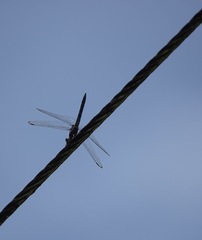 Potamarcha congener