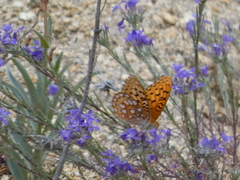 Speyeria coronis semiramis