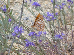 Speyeria coronis semiramis