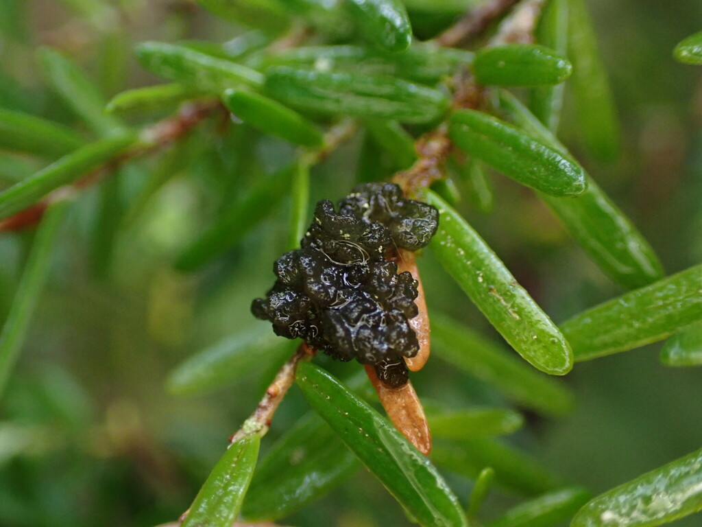 Gabura insignis