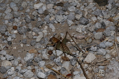Pediodectes pratti