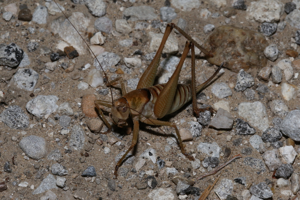 Pratt's Shieldback