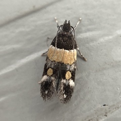 Triclonella determinatella