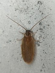 Compsodes schwarzi