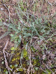 Swainsona microphylla