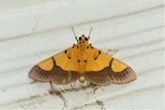 Endocrossis flavibasalis