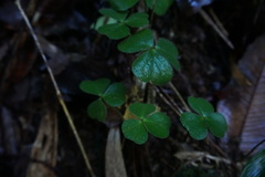Oxalis dumetorum