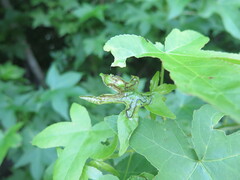 Phyllocnistis liquidambarisella