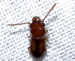 Laemophloeus terminalis