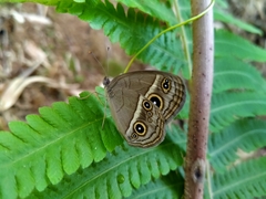 Mycalesis gotama nanda