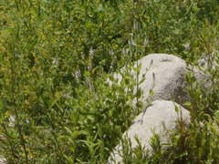 Stachys stebbinsii