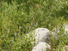 Stachys stebbinsii