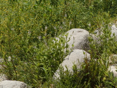 Stachys stebbinsii