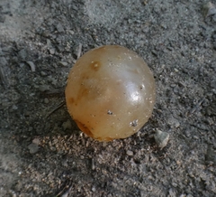 Amphibolips nubilipennis