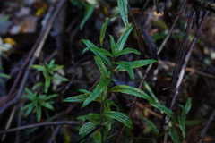 Baccharis racemosa