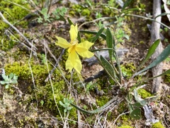 Goodenia fascicularis