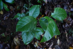 Elytropus chilensis