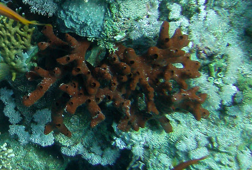 Iodine Finger Sponge (Iotrochota purpurea) · iNaturalist
