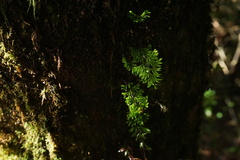 Hymenophyllum umbratile