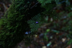 Hymenophyllum plicatum