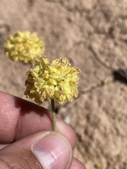 Eriogonum shockleyi