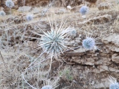 Echinops polyceras