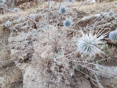 Echinops polyceras