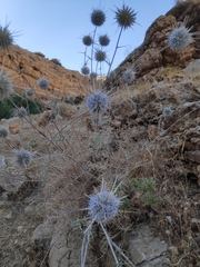 Echinops polyceras
