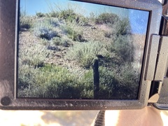 Oreoscoptes montanus